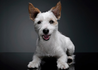 Studio shot of an adorable terrier puppy lying and looking satisfied - isolated on grey background