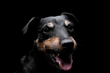 Obraz premium Portrait of an adorable Deutscher Jagdterrier looking satisfied - isolated on black background