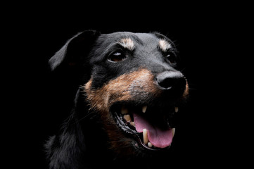 Portrait of an adorable Deutscher Jagdterrier looking satisfied - isolated on black background