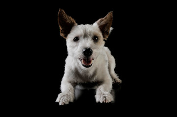 Studio shot of an adorable terrier puppy lying and looking curiously at the camera - isolated on black background