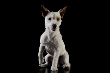 Studio shot of an adorable terrier puppy sitting and looking curiously at the camera - isolated on black background