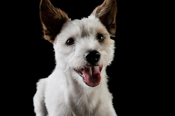 Portrait of an adorable terrier puppy looking curiously at the camera - isolated on black background