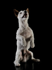 Studio shot of an adorable terrier puppy standing on hind legs - isolated on black background