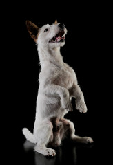 Studio shot of an adorable terrier puppy standing on hind legs - isolated on black background