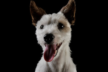 Portrait of an adorable terrier puppy looking curiously at the camera - isolated on black background