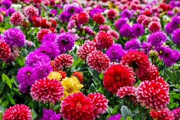a field of multi-colored (purple, red, pink) dahlia; close up, wallpaper