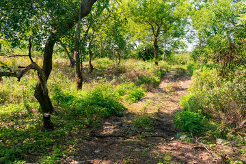 Dirt Covered Trail near the Quarries in Suburban Lemont Illinois
