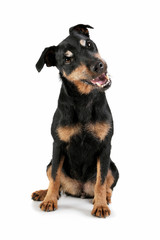 Studio shot of an adorable Deutscher Jagdterrier sitting and looking curiously - isolated on white background