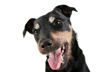 Portrait of an adorable Deutscher Jagdterrier looking curiously at the camera - isolated on white background