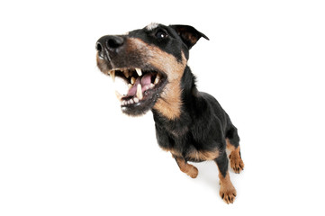 Wide angle shot of an adorable Deutscher Jagdterrier sitting with open mouth - studio shot, isolated on white background