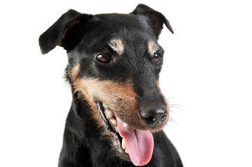 Portrait of an adorable Deutscher Jagdterrier looking satisfied - isolated on white background