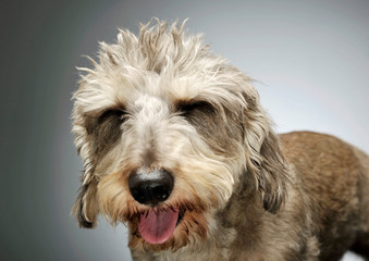 Portrait of an adorable wire haired dachshund mix dog looking funny with stand up hair