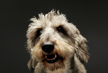 Portrait of an adorable wire haired dachshund mix dog looking funny with stand up hair
