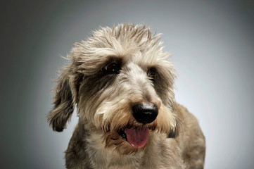 Portrait of an adorable wire haired dachshund mix dog looking funny with stand up hair