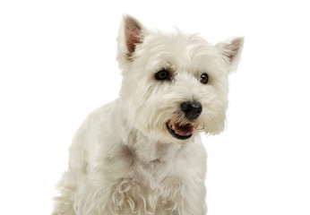 Portrait of an adorable West Highland White Terrier looking curiously