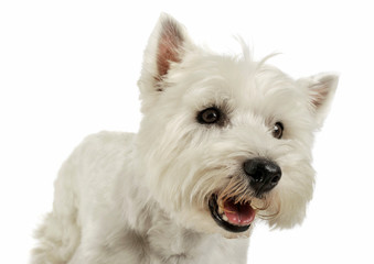 Portrait of an adorable West Highland White Terrier looking angry