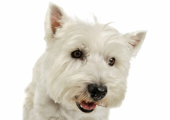 Portrait of an adorable West Highland White Terrier looking curiously