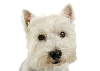 Portrait of an adorable West Highland White Terrier looking curiously at the camera