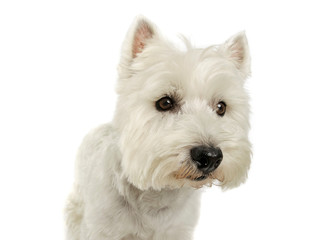 Portrait of an adorable West Highland White Terrier looking curiously