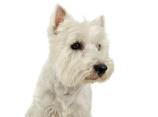 Portrait of an adorable West Highland White Terrier looking curiously