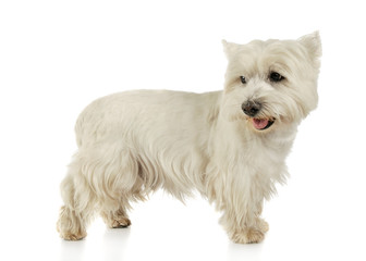 Studio shot of an adorable West Highland White Terrier standing and looking satisfied