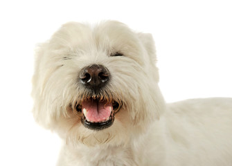 Portrait of an adorable West Highland White Terrier with closed eyes looking satisfied