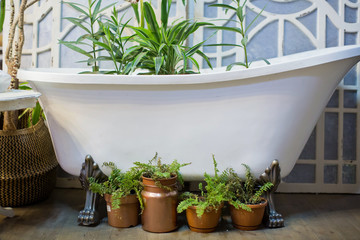 bathtub near mirror ang green plants