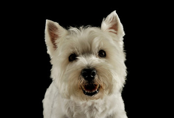 Portrait of an adorable West Highland White Terrier looking curiously at the camera