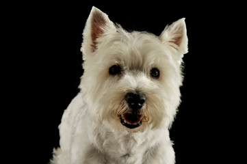 Portrait of an adorable West Highland White Terrier looking curiously at the camera