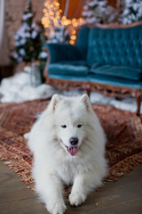 Samoyed dog near Christmas tree