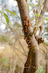 Ants On Tree Bark