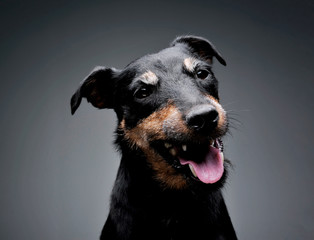 Portrait of an adorable Deutscher Jagdterrier looking satisfied - isolated on grey background