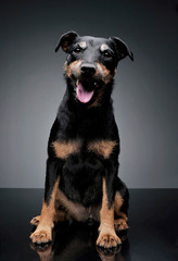 Studio shot of an adorable Deutscher Jagdterrier sitting and looking curiously at the camera