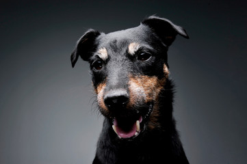 Portrait of an adorable Deutscher Jagdterrier looking curiously at the camera