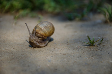Moving snail, in morning light
