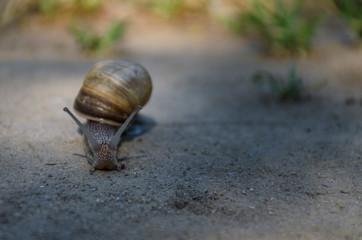 Moving snail, in morning light