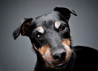 Portrait of an adorable Deutscher Jagdterrier looking curiously at the camera