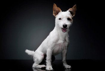 Studio shot of an adorable terrier puppy sitting and looking curiously at the camera - isolated on grey background