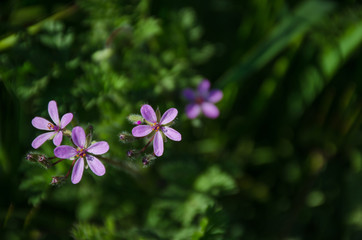 Fototapeta premium Little delicate purple flowers and blurred background in the morning light, in springtime.