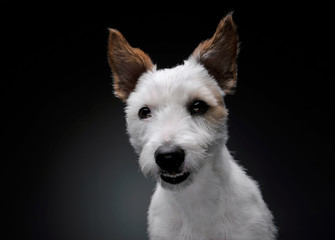 Portrait of an adorable terrier puppy looking curiously at the camera - studio shot, isolated on grey background