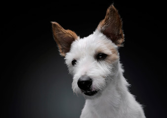 Portrait of an adorable terrier puppy looking curiously at the camera - studio shot, isolated on grey background