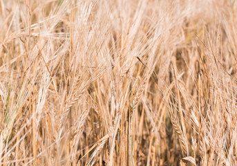 Rye field under the summer hot sun, ripe ears of rye