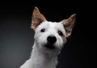 Portrait of an adorable terrier puppy looking curiously at the camera - studio shot, isolated on grey background