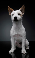 Studio shot of an adorable terrier puppy sitting and looking curiously at the camera - isolated on grey background