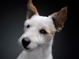 Portrait of an adorable terrier puppy looking curiously - studio shot, isolated on grey background