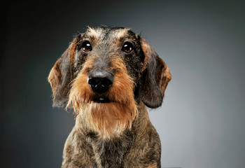 Portrait of an adorable wire-haired Dachshund looking curiously at the camera - isolated on grey background