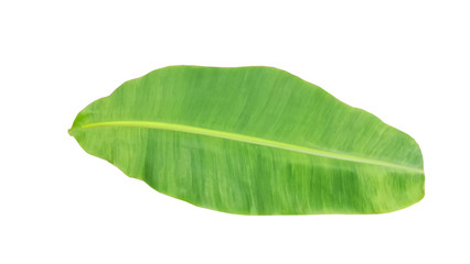 Green banana leaf isolated on a white background