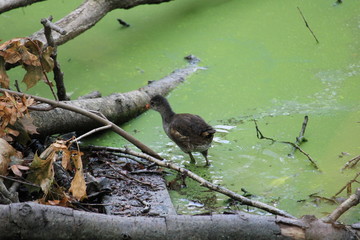 Coot chicks in closeup in a marsh