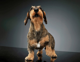 Studio shot of an adorable wire-haired Dachshund lifting his front leg and looking up curiously