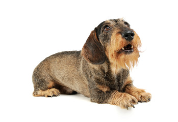 Studio shot of an adorable wire-haired Dachshund lying and looking up curiously